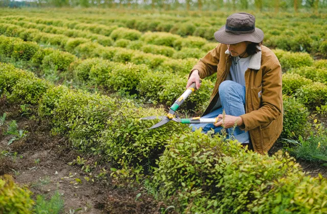 Jardin aménagé par un paysagiste